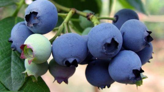 fresh blueberries.jpeg